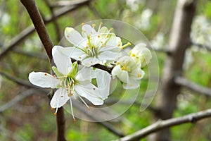 Close up photo of white apple blossom flowers in springtime against a blurred green background of leaves and branches