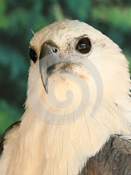 close up photo of a white-bellied sea eagle. a bird of prey.