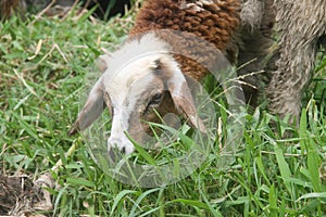 Close up photo of a white and brown sheep eating grass.