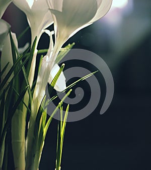 Close up photo of white crocuses in sunlight