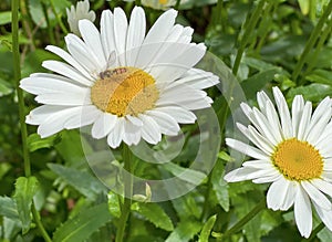 Wonderful blooming Dasiy and bee