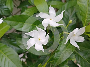 Close-up photo of white flowers with green leaves in the background