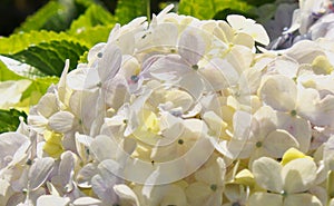 Close up photo of white idly flowers.