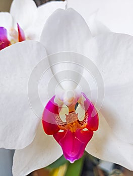 Close up photo of white orchid flower.