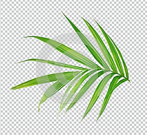 A palm tree leaf branch eco nature isolated, close up natural,