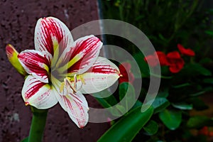 Close up photo of white and red amaryllis lily flower