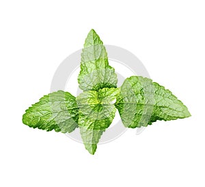 a plant with green leaves on a white background, green leaf plant, eco, nature,