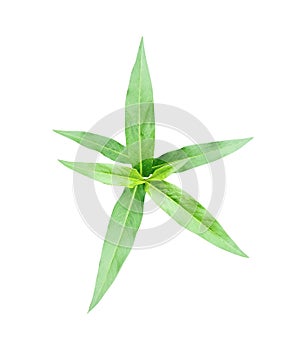 a plant with green leaves on a white background, green leaf plant, eco, nature,