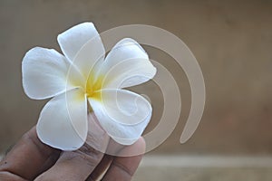 A close-up photo of white and yellow flower of Plumeria or Frangipani on hand with copy space White flower background