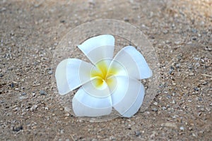 A close-up photo of white and yellow flower of Plumeria or Frangipani on sand background. White flower background