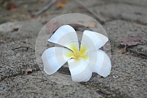 A close-up photo of white and yellow flower of Plumeria or Frangipani on street path blurred background. White flower background