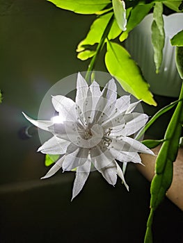 Close up photo of wijayakusuma flower