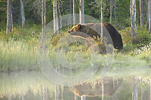 Close up photo of a wild, big Brown Bear, Ursus arctos, on the bank of small lagoon.