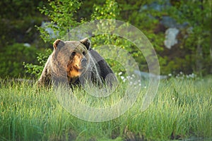 Close up photo of a wild, big Brown Bear, Ursus arctos, male in flowering grass.