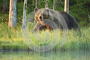 Close up photo of a wild, big Brown Bear, Ursus arctos, male in spring forest.