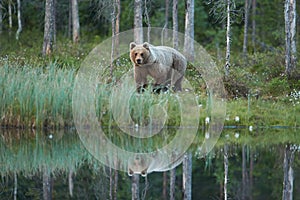 Close up photo of a wild, big Brown Bear, Ursus arctos, reflecting in the water.