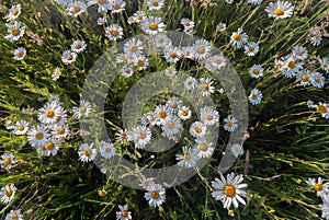 Close up photo of wild daisies growing in a field