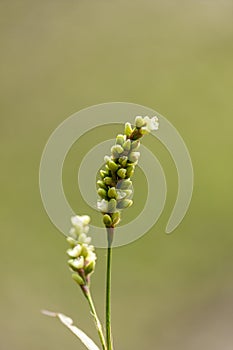 Close up photo of WoldFlower