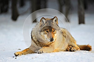 Close Up Photo Of A Wolf Canis lupus