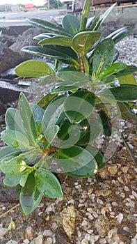 close-up photo & x28;ficus malacocarpa& x29; Bonsai Ornamental Plant Banyan Tree Taiwan Kimeng photo