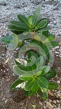 close-up photo & x28;ficus malacocarpa& x29; Bonsai Ornamental Plant Banyan Tree Taiwan Kimeng photo