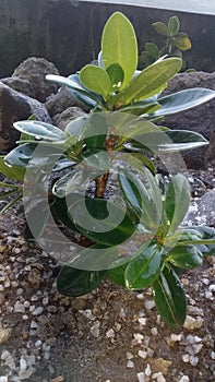 close-up photo & x28;ficus malacocarpa& x29; Bonsai Ornamental Plant Banyan Tree Taiwan Kimeng photo