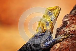 Close up photo of yellow and blue colored lizard, rock agama. It is wildlife photo of animal in Senegal, Africa. Agama posing on