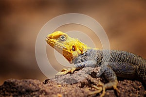 Close up photo of yellow and blue colored lizard, rock agama. It is wildlife photo of animal in Senegal, Africa. Agama posing on