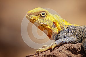 Close up photo of yellow and blue colored lizard, rock agama. It is wildlife photo of animal in Senegal, Africa. Agama posing on