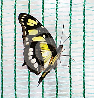 Close up photo of yellow butterfly