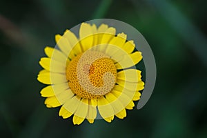 Close-up photo of yellow chamomile or Golden marguerite wild flower Cota tinctoria flowering in green lush summer field photo