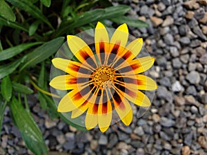 A close-up photo of a yellow flower on in a garden on a sunny summer day