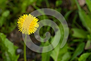 Close up photo of yellow flower in soft focus