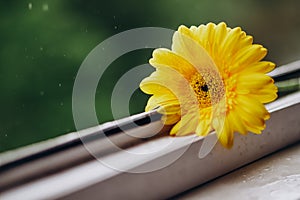Close up photo of a yellow gerbera flower on a window in daylight. Natural banner with flowers. flower on a green