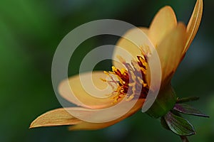 Close-up photo of a yellow Peony flower