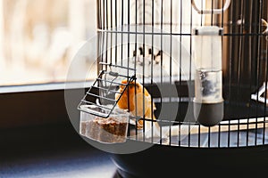 Close up photo of a yellow small bird staying in a cage near a window.