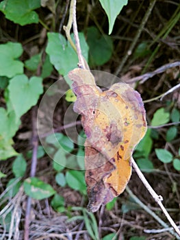 close-up photo of yellowing leaves that are about to dry