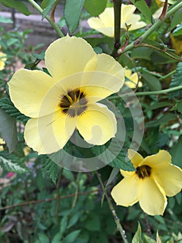 A close-up photo of a yellowish white nine o'clock flower or turnera ulmifolia