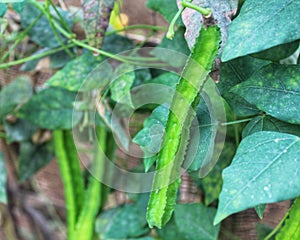 Close up photo of a young chipper plant (Psophocarpus tetragonolobus).