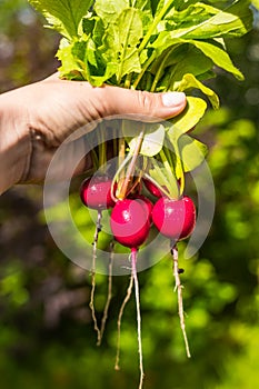 Close up photo of young farmer hand holding freshly picked bunch of radishes.Growing radish. Growing vegetables.Fresh