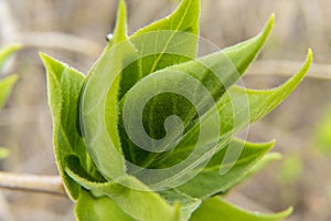 close up photo of a young fresh green leaf of a saplings