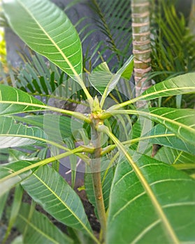 close up photo of young freshly growing mango tree leaves natural fresh, lush green leaves