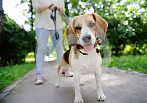 Close up photo of young woman walking with Beagle dog in the summer park
