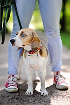 Close up photo of young woman walking with Beagle dog in the summer park