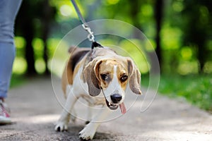 Close up photo of young woman walking with Beagle dog in the summer park