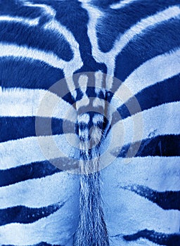 Close up photo of a zebra rear with part of the tail. Zebra ass print pattern background with bokeh made of Classic Blue 2020