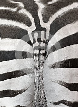 Close up photo of a zebra rear with part of the tail. Zebra print useful as a background or pattern