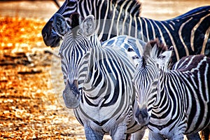 Close up photo of zebras in Bandia resererve, Senegal. It is wildlife animals photography in Africa. There is mother and her