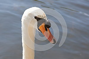 A close up photo pf an adult swan on the River Avon in the United Kingdom