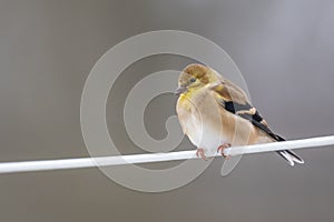 a American Goldfinch Winter Plumage with a blurred background